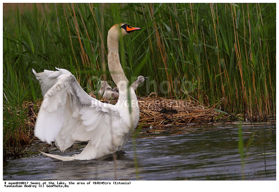 ������, �����, �����, �����,  ����, �������, XYZ