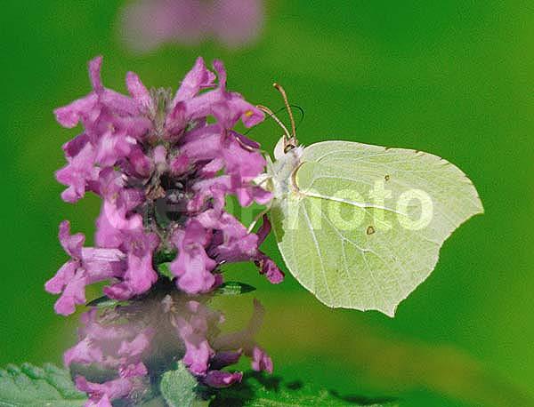 �������, ���������, ��������������, �������������, ��������������