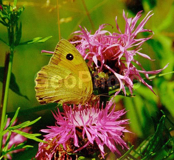 �������, ���������, ��������������, �������������, ��������������