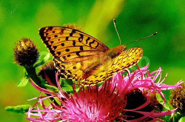 �������, ���������, ��������������, �������������, ��������������