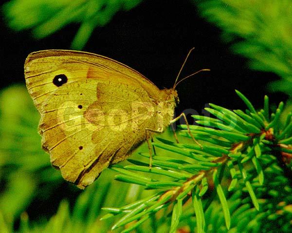 �������, ���������, ��������������, �������������, ��������������