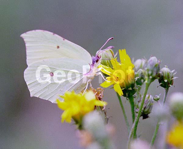 �������, ���������, ��������������, �������������, ��������������