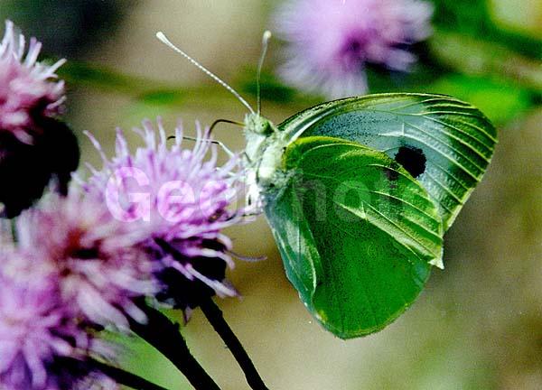 �������, ���������, ��������������, �������������, ��������������