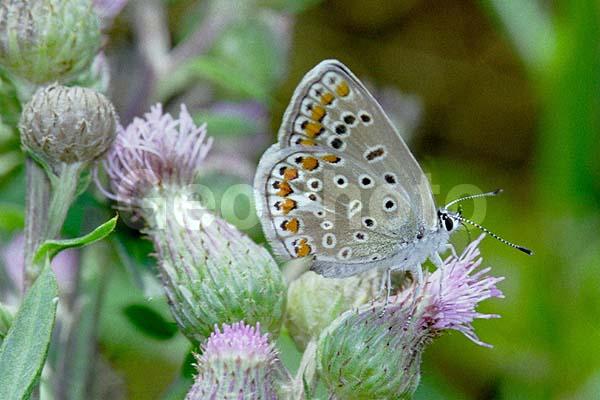 �������, ���������, ��������������, �������������, ��������������