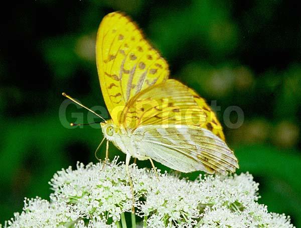 �������, ���������, ��������������, �������������, ��������������