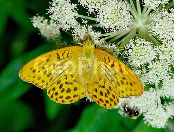 �������, ���������, ��������������, �������������, ��������������