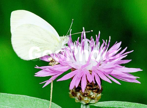 �������, ���������, ��������������, �������������, ��������������