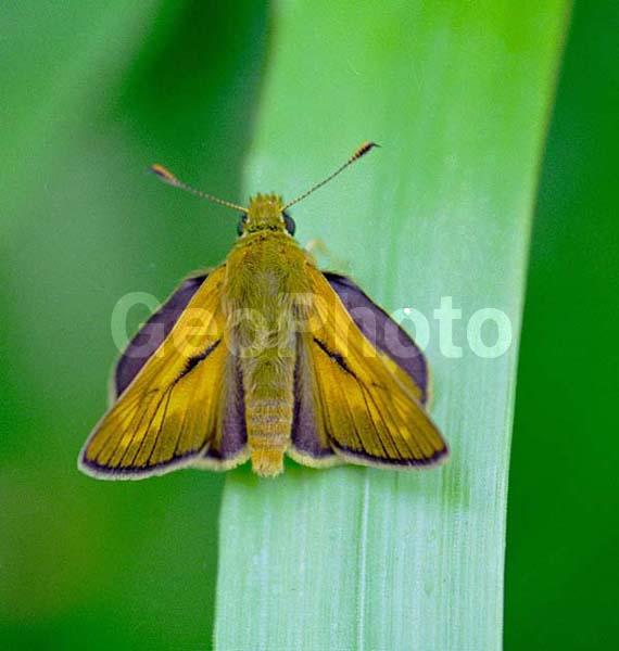 �������, ���������, ��������������, �������������, ��������������