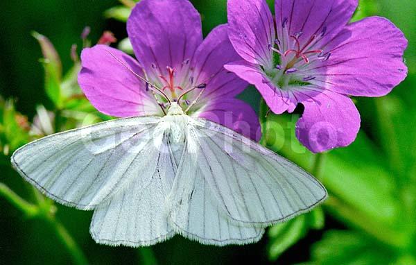 �������, ���������, ��������������, �������������, ��������������