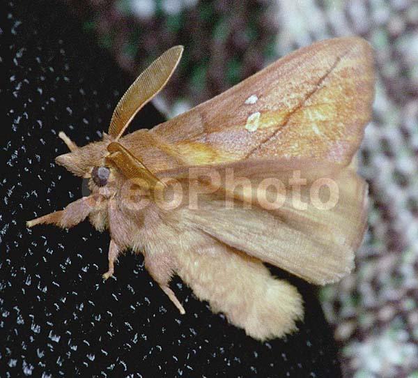 �������, ���������, ��������������, �������������, ��������������