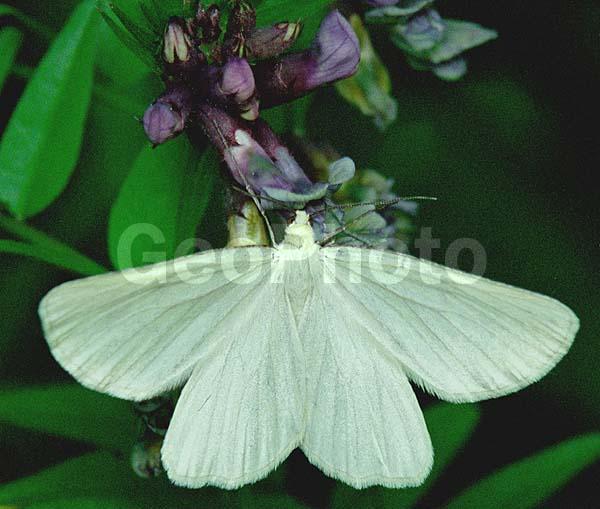 �������, ���������, ��������������, �������������, ��������������