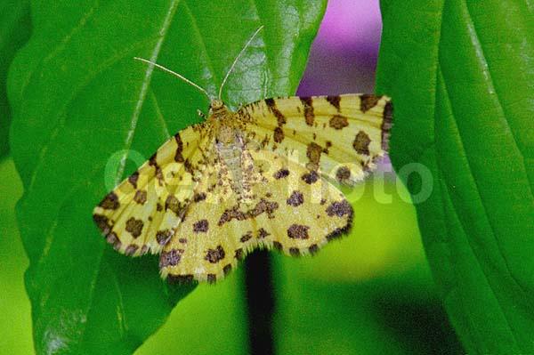 �������, ���������, ��������������, �������������, ��������������