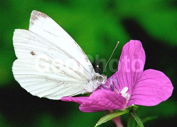 �������, ���������, ��������������, �������������, ��������������