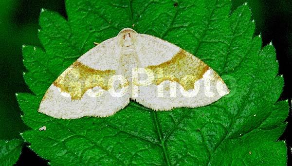 �������, ���������, ��������������, �������������, ��������������