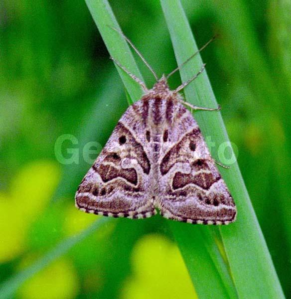 �������, ���������, ��������������, �������������, ��������������