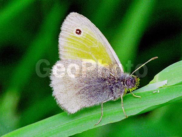 �������, ���������, ��������������, �������������, ��������������