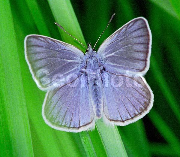 �������, ���������, ��������������, �������������, ��������������