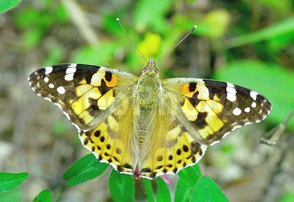 �������, ���������, ��������������, �������������, ��������������