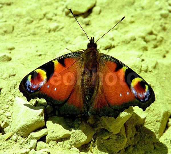 �������, ���������, ��������������, �������������, ��������������