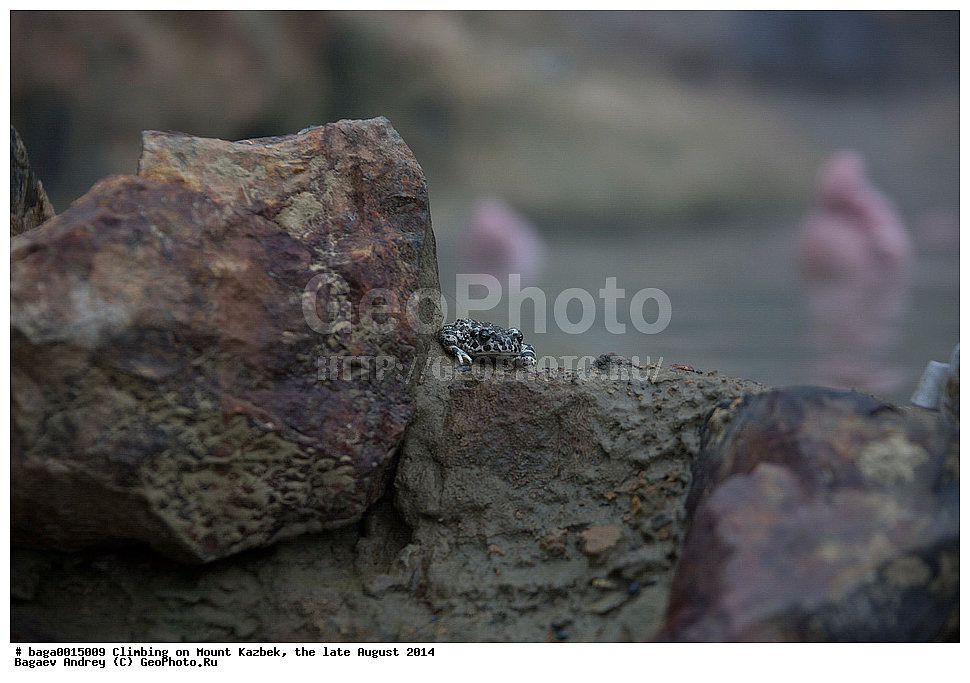 �����������, ����, ������, ������, ������, ������, ����, �����, ��������, ������, ������, �����, �������, ���������, ����������, ����, ������, ��������, �����, �������, �����������, �������, ����, �����������, ��������, ��������, �����������, �����������, �������, �������, �������, �������, ����, ����, XYZ, ����, ��������� ����, Bufonidae, ������ ����, ������� ����, Bufo viridis, Pseudepidalea viridis, ������