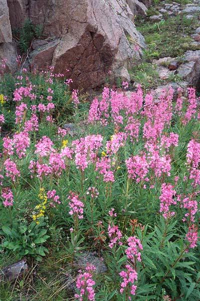 �������, ���������, �������, ����-���, �����, �����