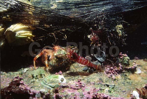 �������, ��������, ���, ���������, ��������, �������, ����, ������� �����, ��������� ���, �������, ���-���������