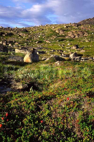 �������, �����, ���������, �����, �������, �������, ������, �����, ������ ��������, �����, ���������� ��������, ������������ ��������, ������������ ��������, ����, �����, �����, �����, XYZ, ������������, �������, �����������, Rosaceae, �������, ������� �����������, ������� ������������, Rubus chamaemorus