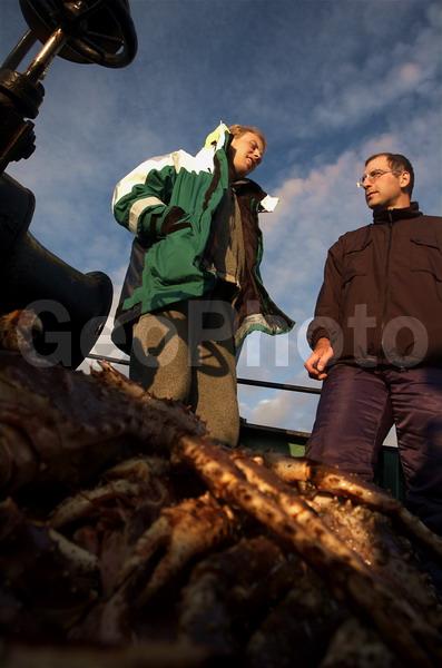 Paralithodes camtschaticus, ��������� ����, �������� ���������, ��������������, �����������, ����