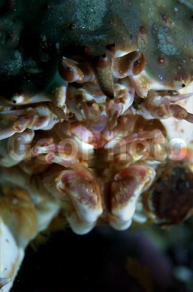 Paralithodes camtschaticus, ��������� ����, �������� ���������, ��������������, �����������, ����