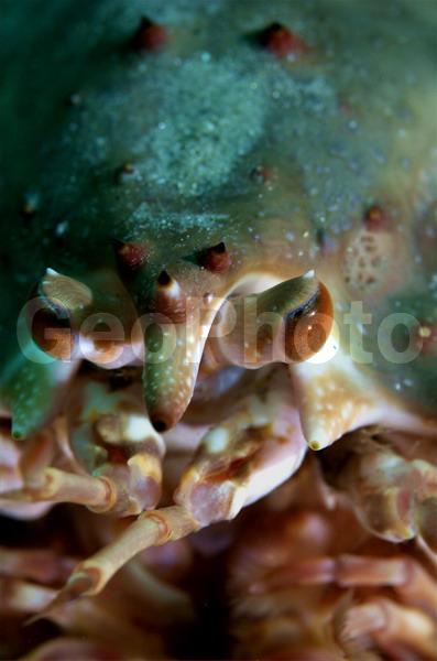 Paralithodes camtschaticus, ��������� ����, �������� ���������, ��������������, �����������, ����