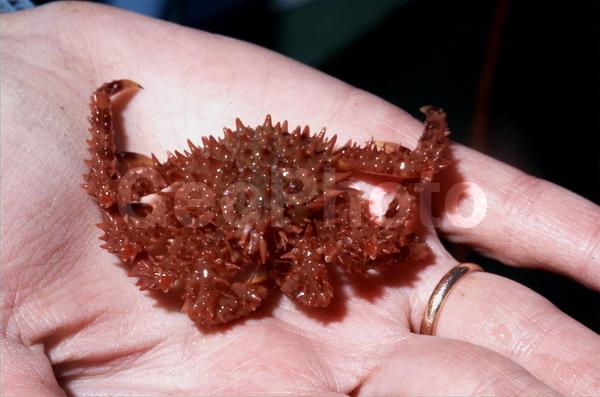 Paralithodes camtschaticus, ��������� ����, �������� ���������, ��������������, �����������, ����