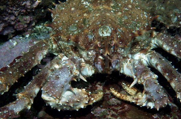 Paralithodes camtschaticus, ��������� ����, �������� ���������, ��������������, �����������, ����