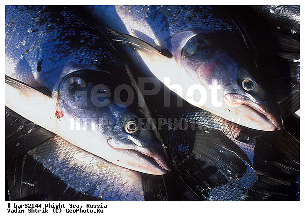 ����� ����, ��������, ������� ����, ������� �����, ����������� �����, ����� ������ ����, �������� ����, ������, ������� ����, �� ������, ���������� ��������, ����, �������, �����, �������, �����, ��������, ����, ����