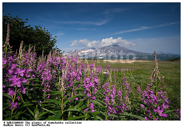 ��������, ��������, ������, ��������, �����