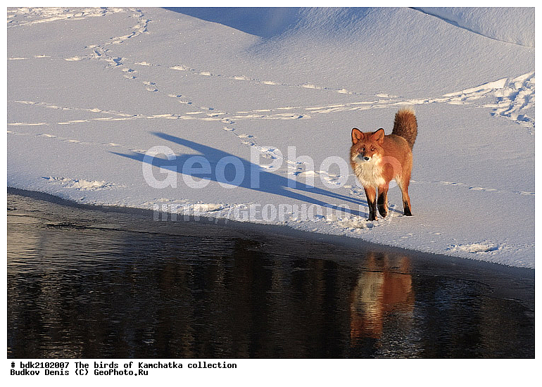 ��������, ��������, �����, ����, ���, ��������, ��������, �������������, �������������, �����, �����, �������, ������, XYZ, ������, �������, ������, Canidae, ������������ ������, ����� ������, ����, Vulpes vulpes