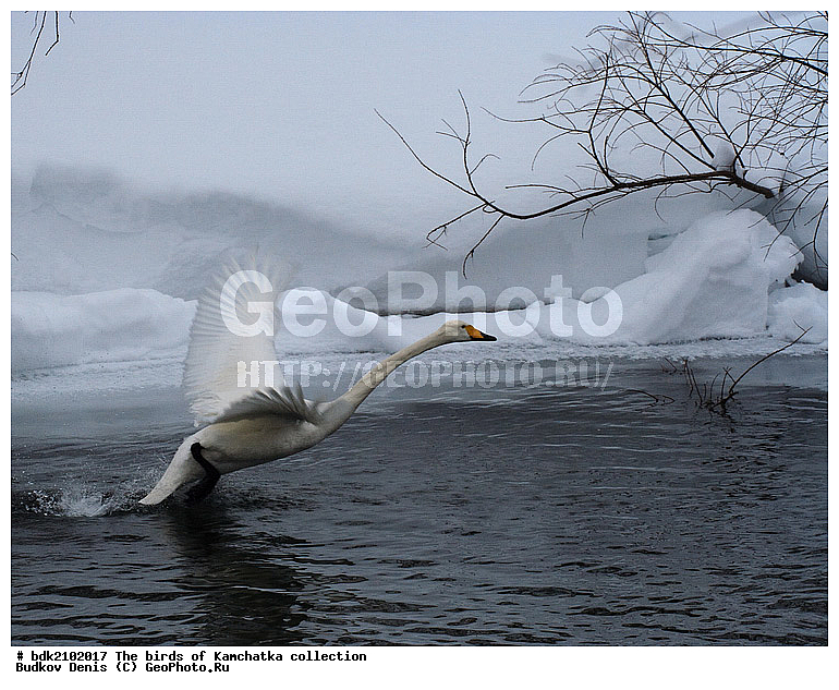 ��������, �����, ����, �����, ��������, ��������, ��������, �����������, �����������������, ������������� �����, ������������� �����, XYZ, ������, Anatidae, ������-������, Cygnus cygnus