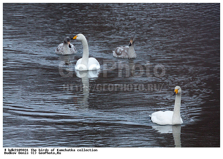 ��������, �����, ����, �����, ��������, ��������, ��������, �����������, �����������������, ������������� �����, ������������� �����, XYZ, ������, Anatidae, ������-������, Cygnus cygnus