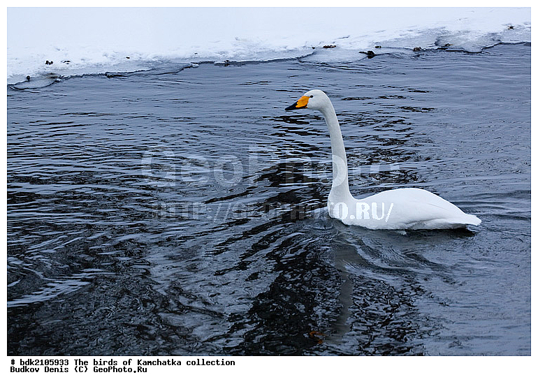 ��������, �����, ����, �����, ��������, ��������, ��������, �����������, �����������������, ������������� �����, ������������� �����, XYZ, ������, Anatidae, ������-������, Cygnus cygnus