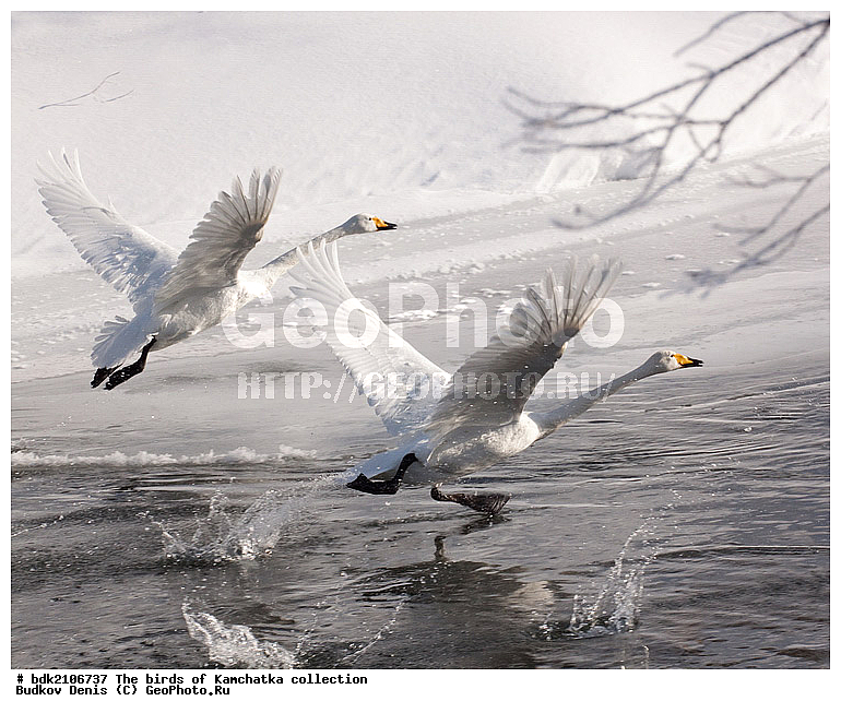 ��������, �����, ����, �����, ��������, ��������, ��������, �����������, �����������������, ������������� �����, ������������� �����, XYZ, ������, Anatidae, ������-������, Cygnus cygnus