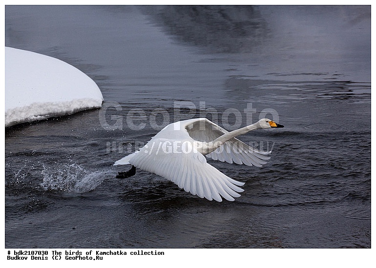 ��������, �����, ����, �����, ��������, ��������, ��������, �����������, �����������������, ������������� �����, ������������� �����, XYZ, ������, Anatidae, ������-������, Cygnus cygnus