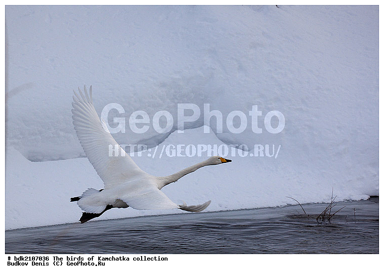 ��������, �����, ����, �����, ��������, ��������, ��������, �����������, �����������������, ������������� �����, ������������� �����, XYZ, ������, Anatidae, ������-������, Cygnus cygnus