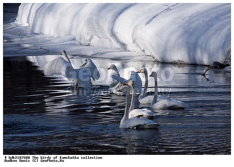 ��������, �����, ����, �����, ��������, ��������, ��������, �����������, �����������������, ������������� �����, ������������� �����, XYZ, ������, Anatidae, ������-������, Cygnus cygnus