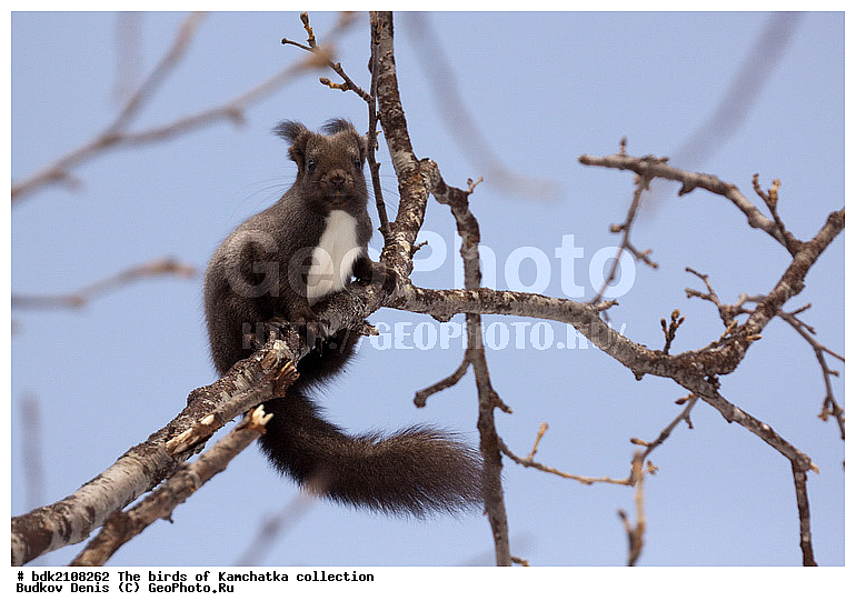 ��������, ��������, �����, ����, ���, ��������, ��������, �������������, �������������, �����, �����, �������, XYZ, �������, Sciuridae, ������������ �����, �����, Sciurus vulgaris