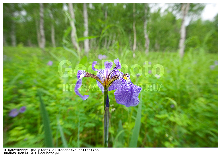 ��������, ��������, ������, ��������, �����