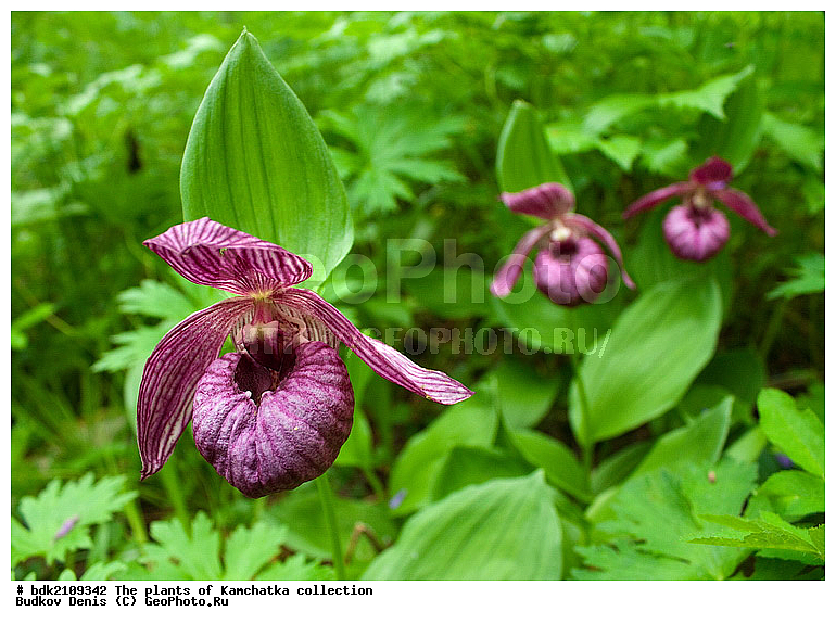 ��������, ��������, ������, ��������, �����