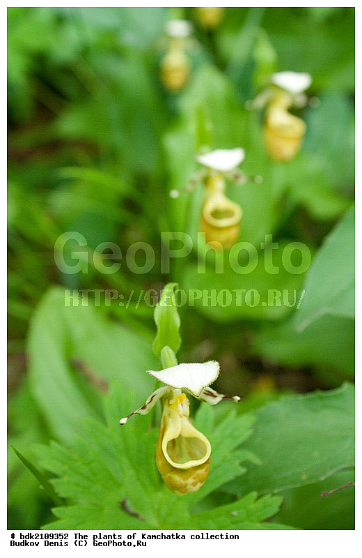 ��������, ��������, ������, ��������, �����