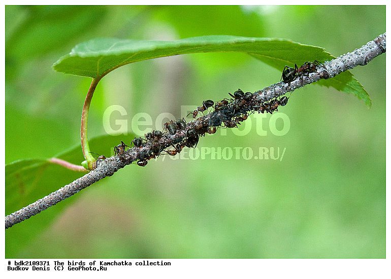 ��������, ��������, �������, ���������, ��������������, �������������, ��������������