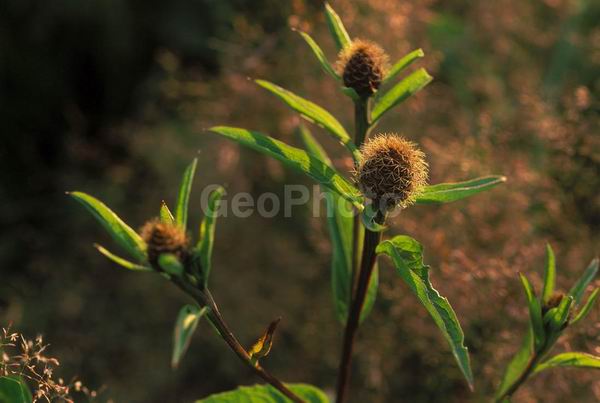 �����, �������, ��������, ����, ��������, ���������, �������������, ��������, ��������, �����, �����, �������������, ��������������, �������������, ��������������