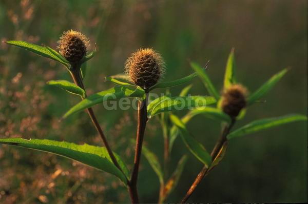 �����, �������, ��������, ����, ��������, ���������, �������������, ��������, ��������, �����, �����, �������������, ��������������, �������������, ��������������