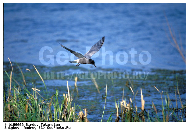 ������ ����, ������, ���������, ��������, ����������, ������, �������, �����, ������, ��������, ��������, �����, �����, ��������, �����������, ������� �����, ������� �����, XYZ, ���������, Sternidae, ׸���� �������� ������, ������ �������� ������, ׸���� ������, ������ ������, Chlidonias niger